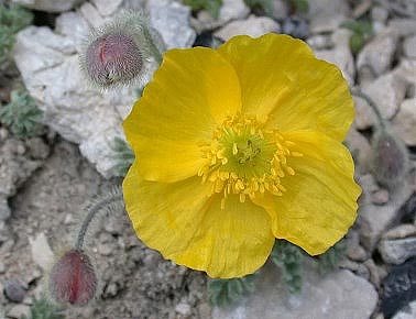 Papaveraurantiacum170604A